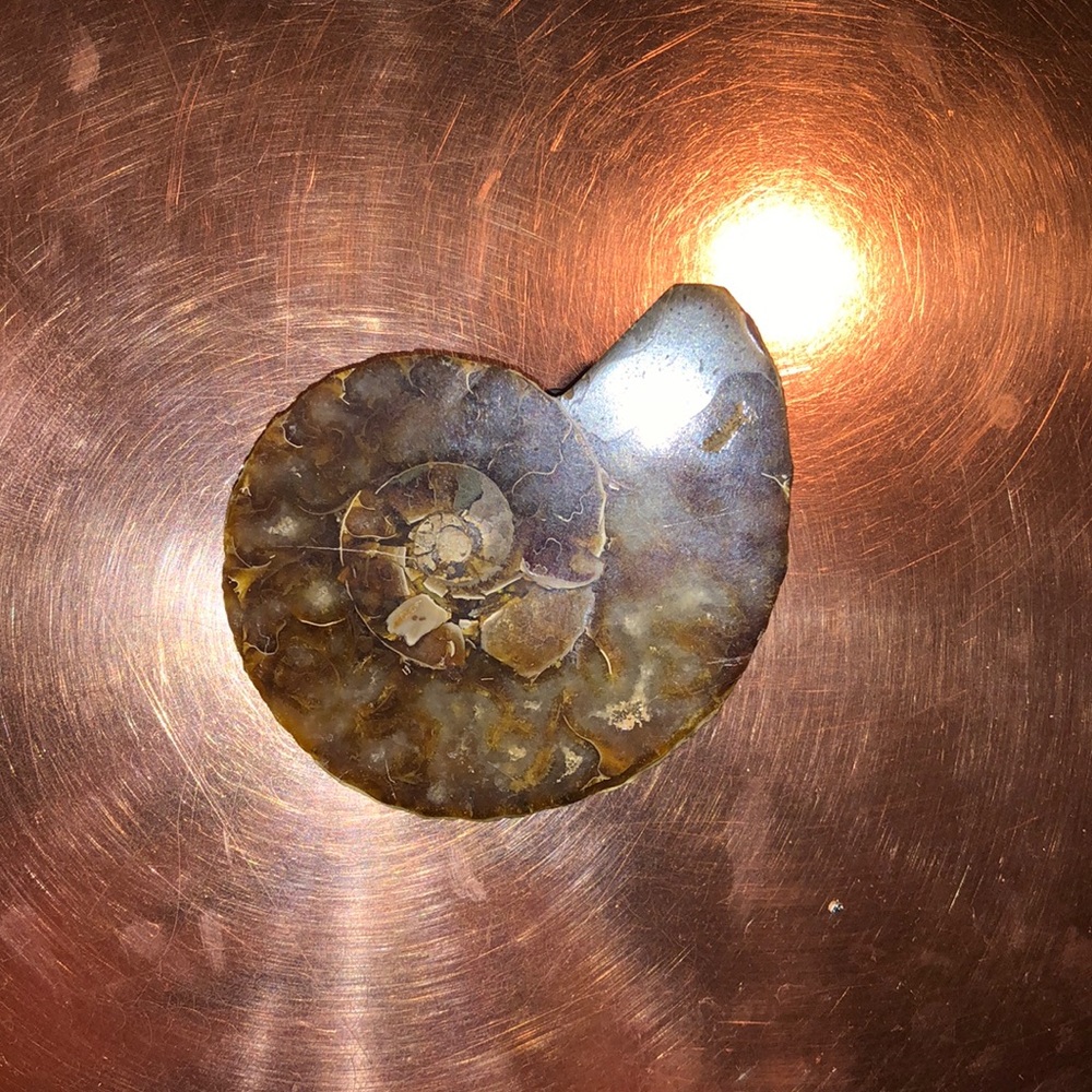 Seashell belt buckle